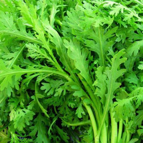 灯塔市 茼蒿