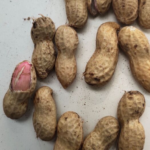 过筛子手捡果，小鲁花，鲜花生，万亩基地直供，代发全国各地