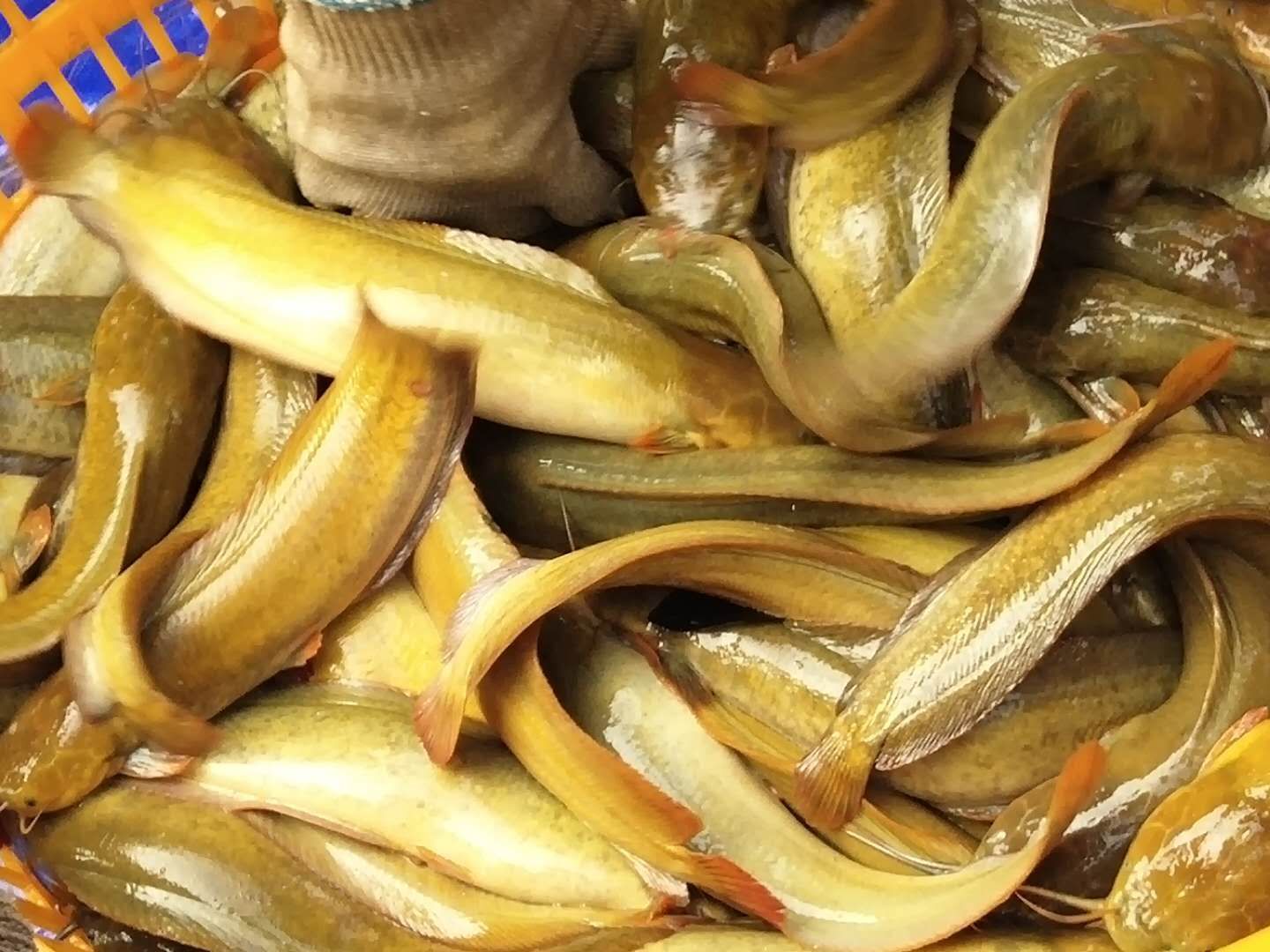 本地塘鲺  漂亮塘虱鱼，肉质爽脆，欢迎落单