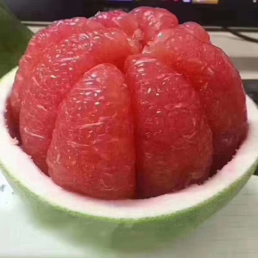 灵山县泰国红宝石柚苗 果树苗  柚子树苗 盆栽 庭院种植。