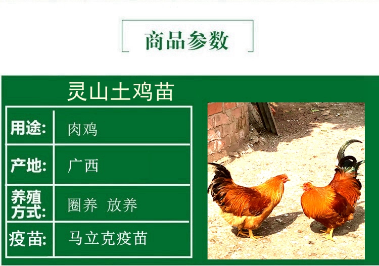  广西灵山土鸡苗批发包邮土鸡苗 包打疫苗 提供技术指导