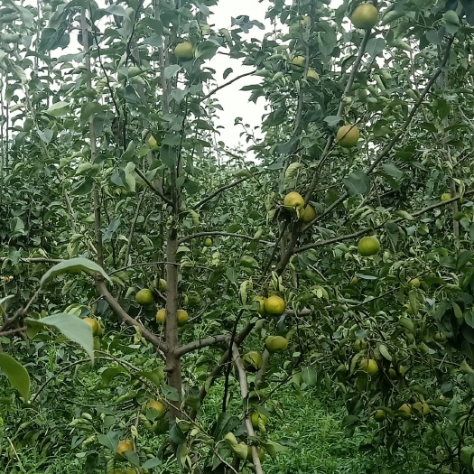 开封 玉露香梨