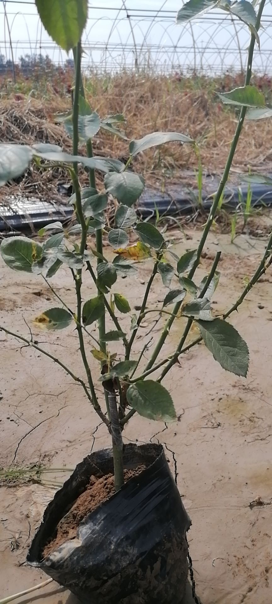  更山月季种植中心常年提供各种月季大小苗花色多品种全价格低