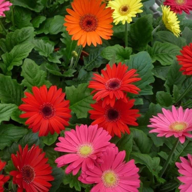  非洲菊种子 重瓣非洲菊种籽 扶郎花四季易种活盆栽花卉种籽