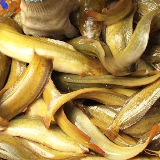 广州本地塘鲺  漂亮塘虱鱼，肉质爽脆，欢迎落单