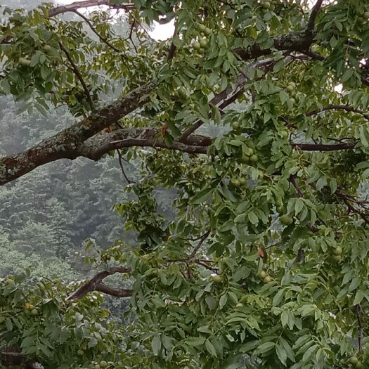 盐源县 新鲜核桃