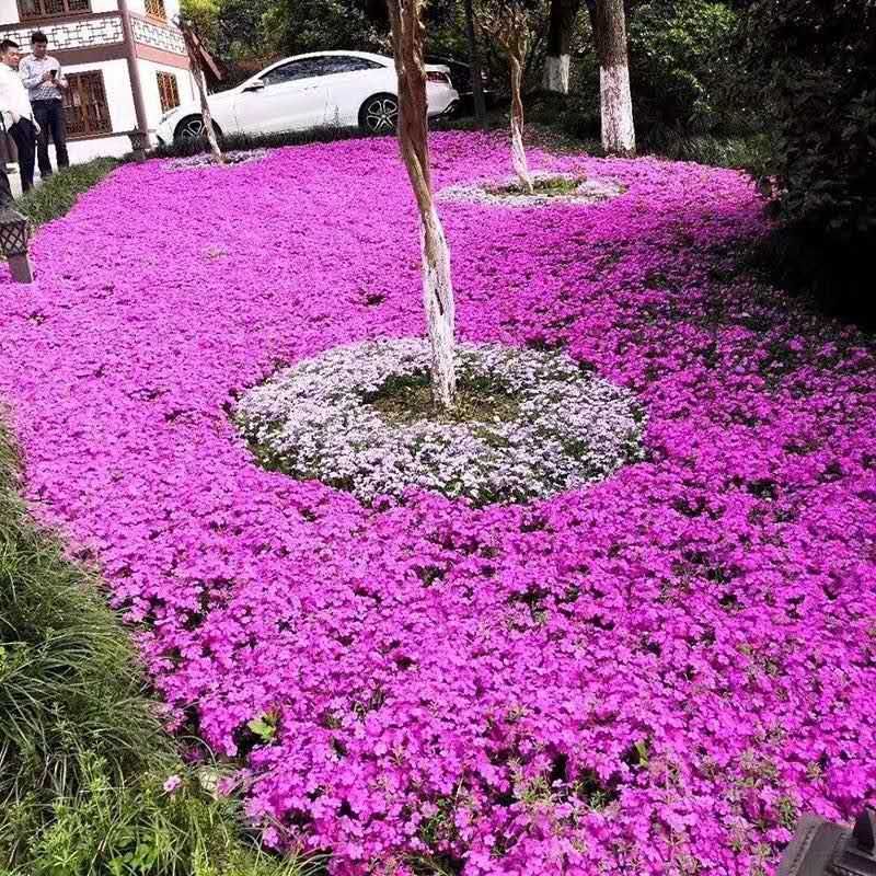  福禄考种子 丛生芝樱花种子 宿根景观多年生花海种子