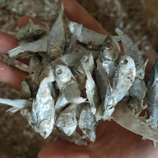 海兴县饲料鱼 鱼干