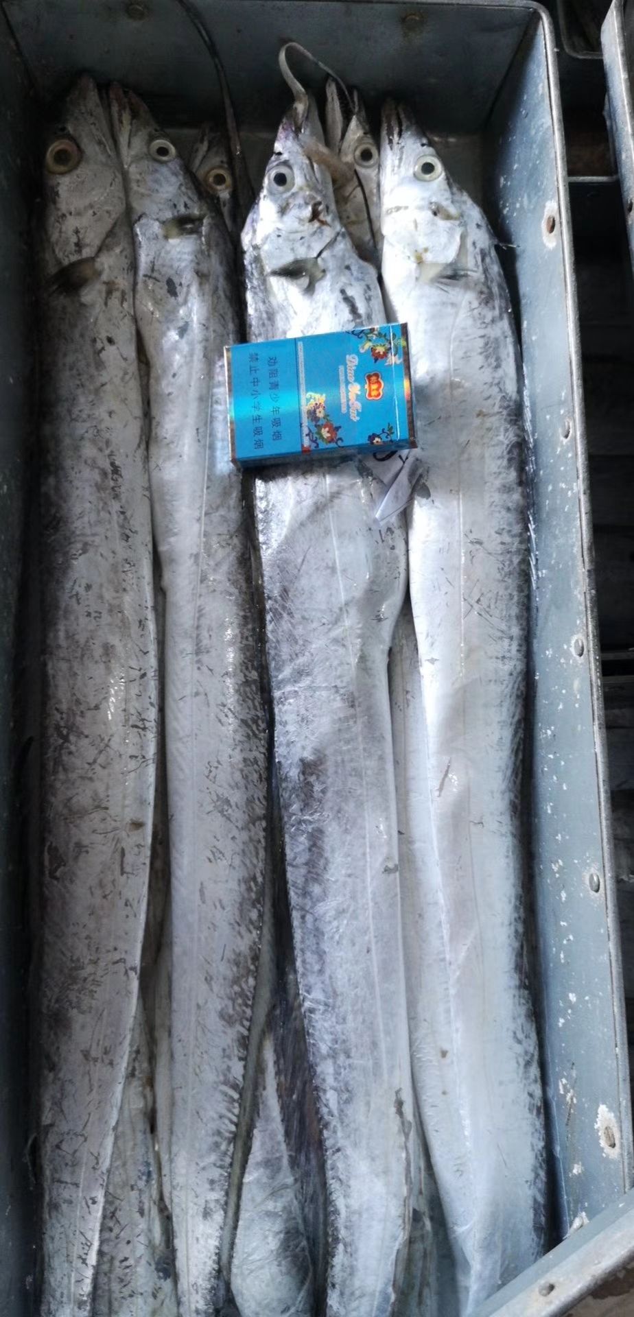  东海舟山带鱼礼品盒小包装，厂家直销，量大从优