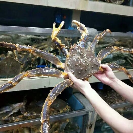 广州帝王蟹海鲜 鲜活超大皇帝蟹长脚蟹