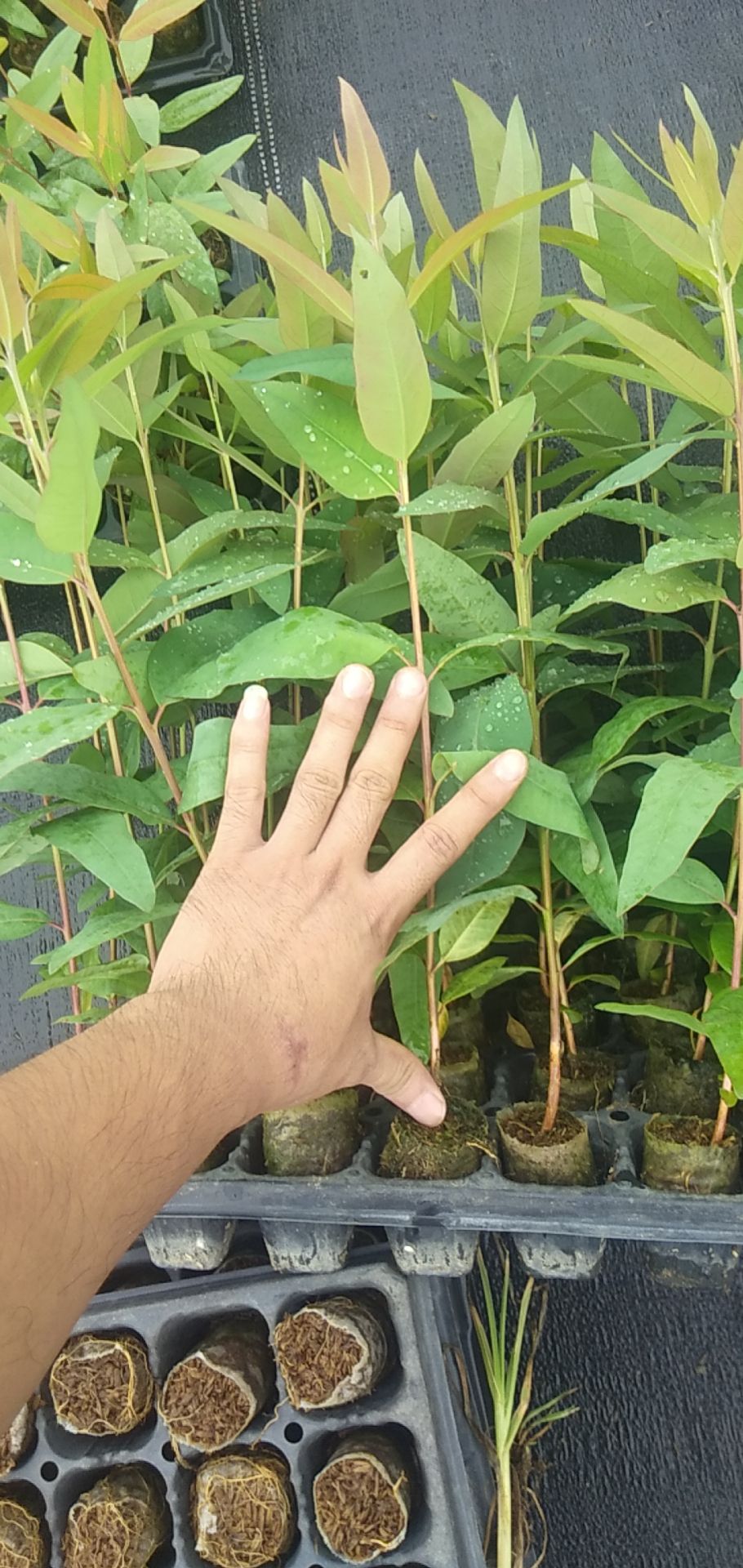 [dh3229桉树批发] 高成活率的速生经济桉树苗价格0.98元/株 - 惠农网