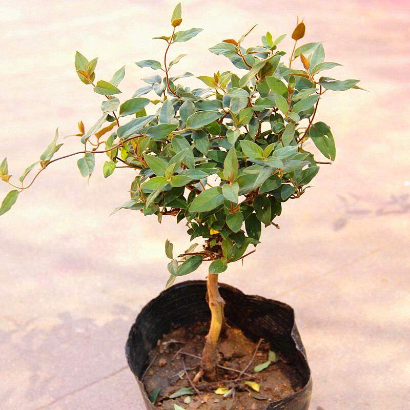 红色五彩金银花苗 红色五彩金银花
