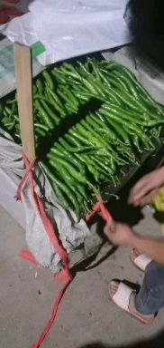 兰陵县 精品线椒 产地直发 大量供应