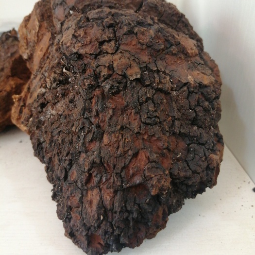 哈尔滨 桦树泪，桦树茸整块