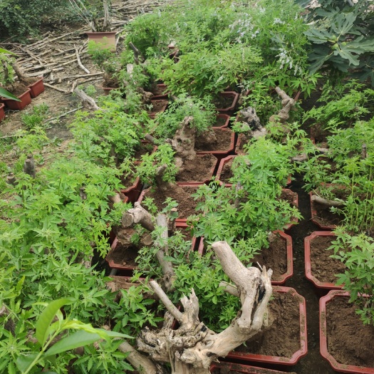 平邑县黄荆桩 专业黄荆疙瘩盆景