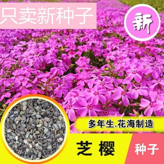 宿迁 福禄考种子 丛生芝樱花种子 宿根景观多年生花海种子