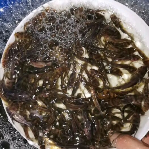 南宁黄骨鱼苗  黄桑鱼.黄辣丁.黄骨鱼