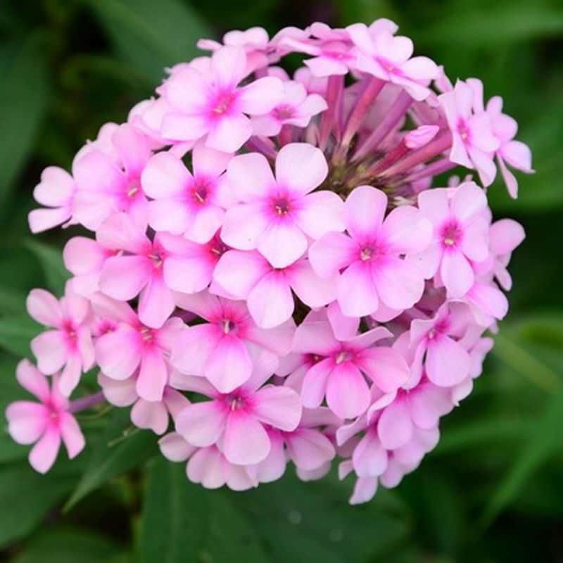  福禄考种子 丛生芝樱花种子 宿根景观多年生花海种子
