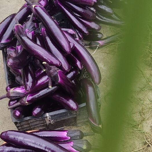 毕节紫长茄 无公害种植的紫茄，现在上市中，每天一吨，质量保证