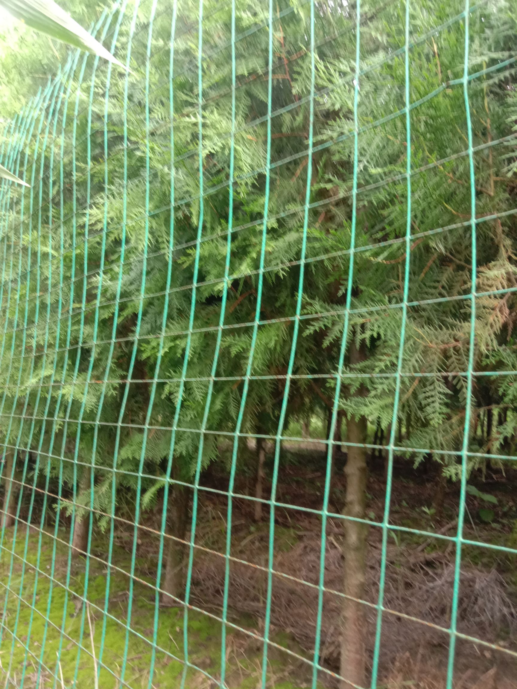 造型柏树 十亩地柏树出售，需要的联系