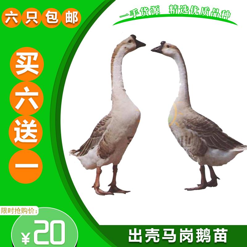  灰鹅苗大种鹅蛋鹅苗零售鹅苗出壳苗宠物鹅鹅苗种蛋小鹅苗零售鹅