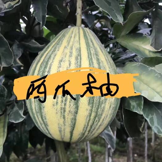 灵山县【新品】柚子苗三红蜜柚西瓜柚子苗金丝柚苗全新引入品种