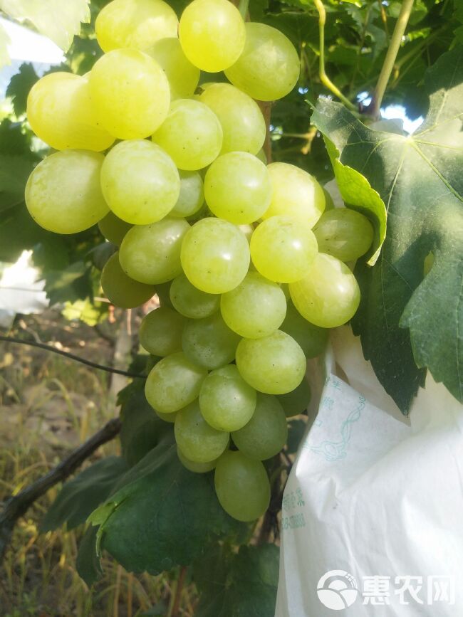 我们这里种植南玉葡萄，现在大量上市