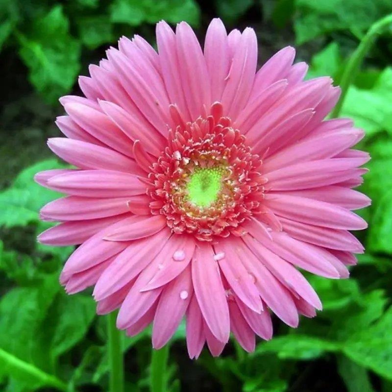  非洲菊种子 重瓣非洲菊种籽 扶郎花四季易种活盆栽花卉种籽