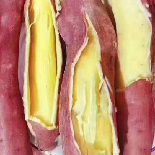 板栗薯  板栗红薯秦薯5号，红皮白心。肉内无丝。