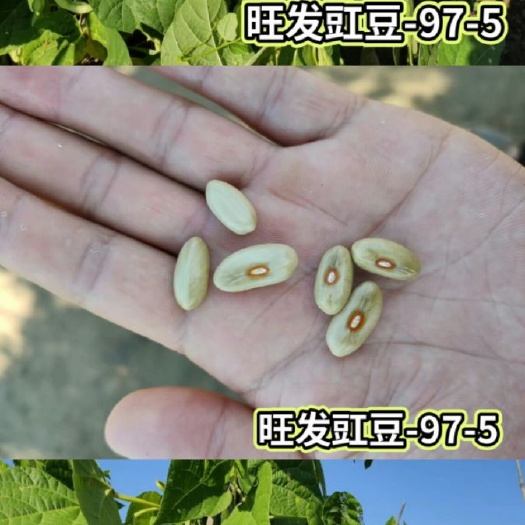 新民市白芸豆 现货97-5豆角种子