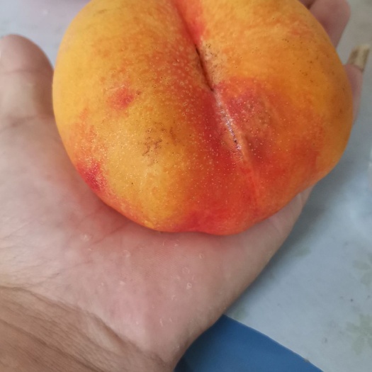 昌黎县扁桃树苗 蟠桃树苗