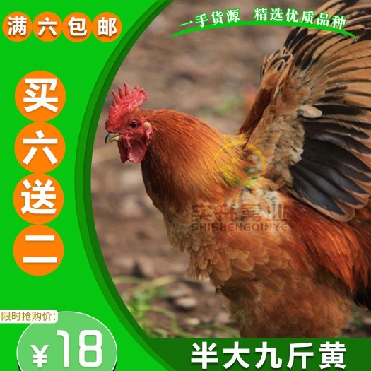 南宁 K9肉鸡  882快大型肉鸡 活体脱温半大零售鸡苗
