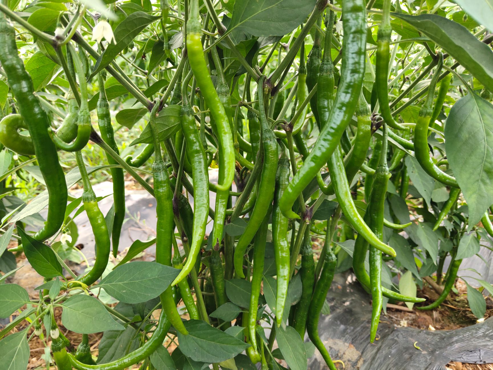  二荆条辣椒，质量好，量大