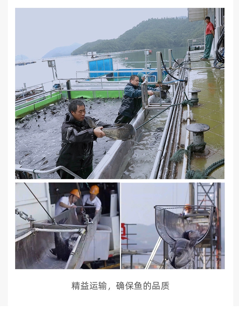 雄鱼 花鲢 千岛湖大头鱼活体发货8-20斤每条