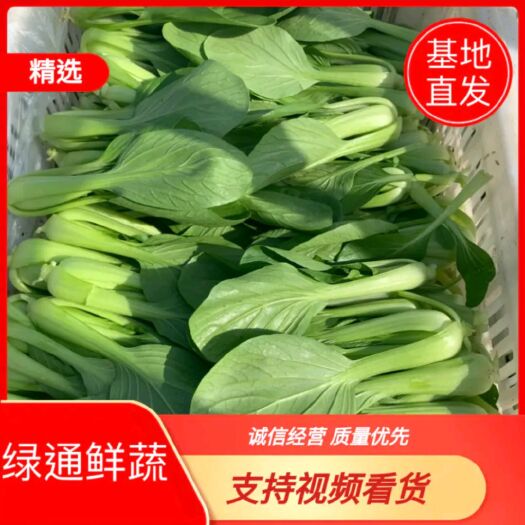 曹县[热销中]  小油菜  上海青   油菜北方小油菜量大优惠