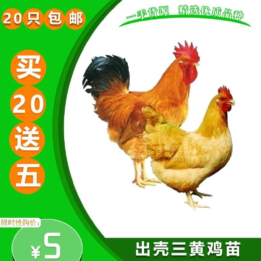 南宁 三黄鸡出壳苗零售小黄鸡宠物鸡苗出壳鸡苗种鸡种蛋土鸡苗鸡苗活体