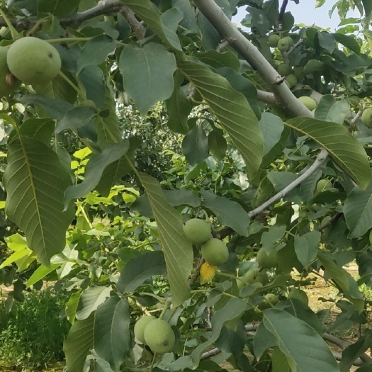 礼泉县 青皮核桃