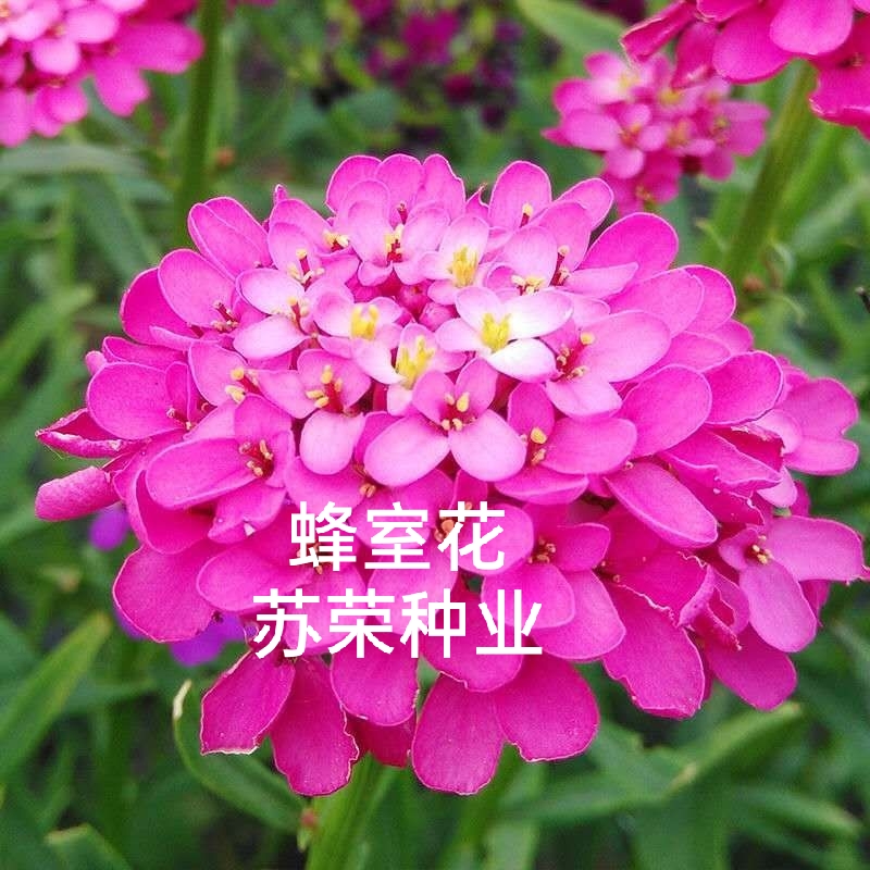 宿迁 蜂室花种子四季易活屈曲花花籽种植室内阳台盆栽开花不断花卉