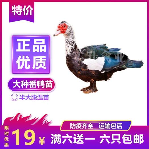 南宁 大种番鸭苗 活体黑番鸭苗 脱温黑番鸭 脱温半大鸭苗 零售鸭