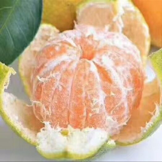 当阳市蜜桔 湖北特早 中晚熟蜜橘