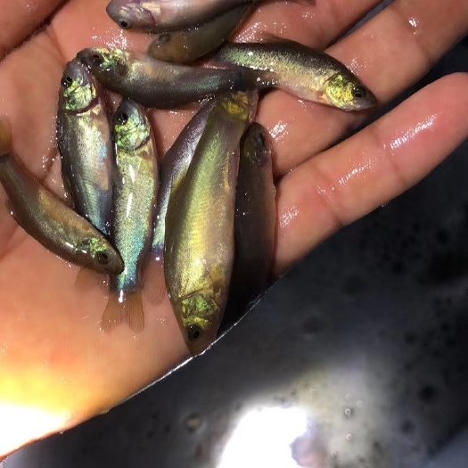 南宁 丁桂鱼苗
