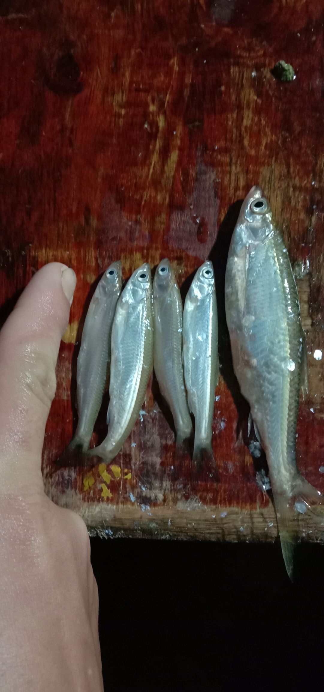  小中刀鱼