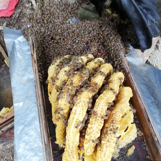 南宁 土蜂蜜和野蜂蜜