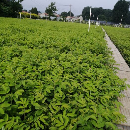 青州市四季玫瑰 2020年平头后，分枝多质量优