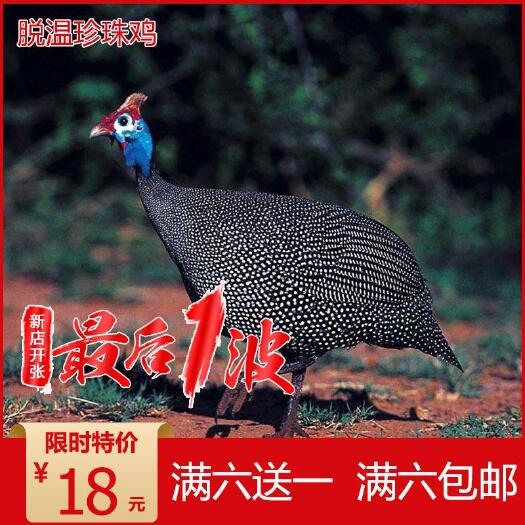 南宁 珍珠鸡活体小鸡苗脱温鸡苗土鸡苗活体零售半大鸡苗种蛋