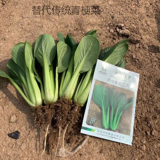 夏邑县茂华青菘二号青梗菜种子，速生，耐寒耐热耐抽苔，商品性佳