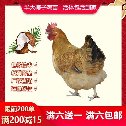 南宁 海南文昌鸡苗椰子鸡苗土鸡苗活体脱温鸡苗种蛋正宗土鸡苗零售鸡