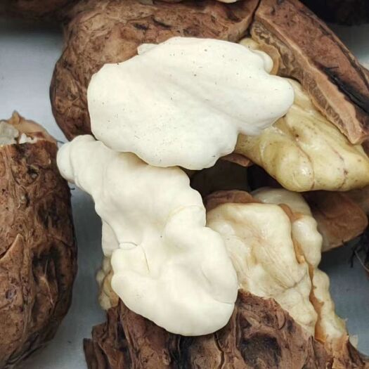 祥云县鲜核桃  云南大理山核桃，蓝天白云下：无污染，绿色食品!