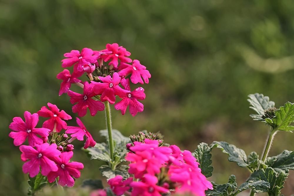 美女櫻種子 美女櫻花籽室外庭院室內(nèi)陽臺盆栽易活植物春夏秋冬四季播花卉