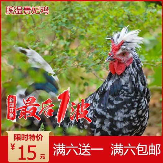 南宁 贵妃鸡苗 脱文贵妃鸡 观赏鸡苗 活体鸡苗